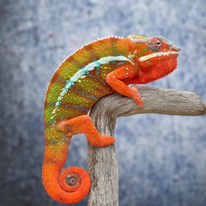 Panther Chameleon Ambilobe - Male - 6 Bulan - Yellow Body Mixed Bar