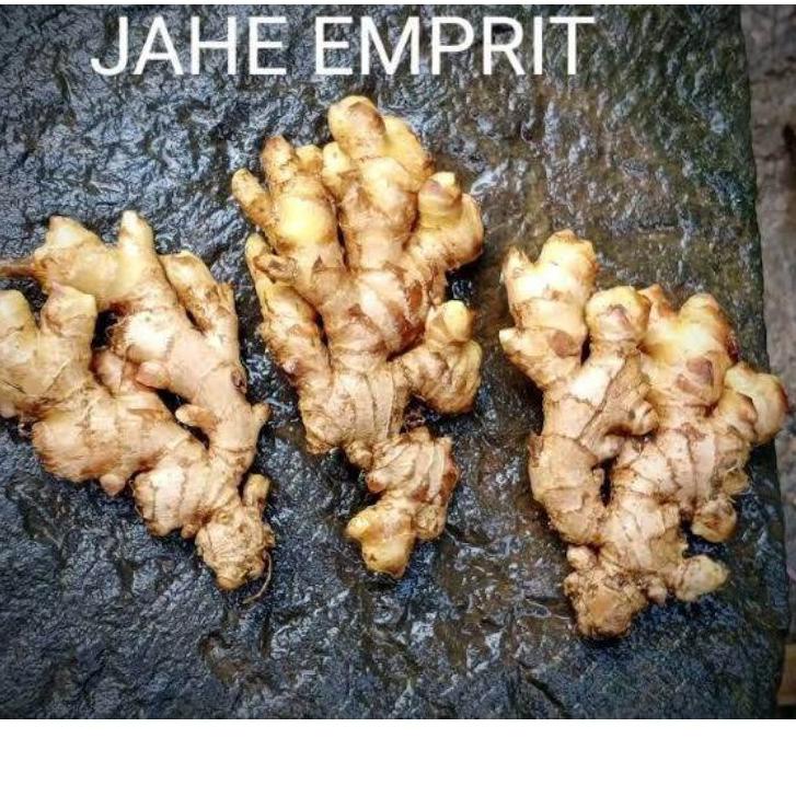 

◙ JAHE EMPRIT SEGAR SUDAH DICUCI BERSIH BERAT 1 KG ❅