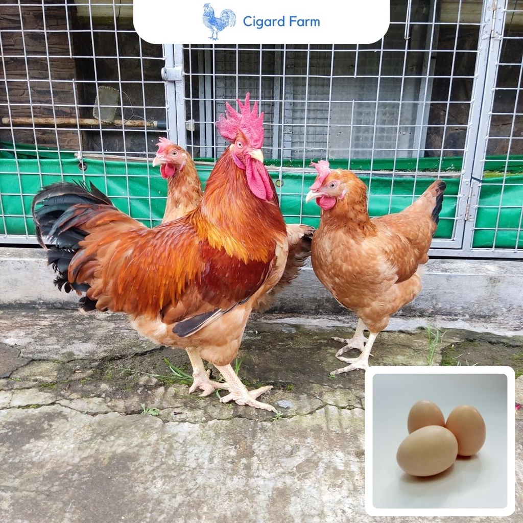 Telur Fertil - Telur Ayam Merawang Untuk Di tetaskan