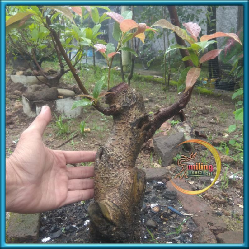 Bunut Pucuk Merah Bahan Bonsai