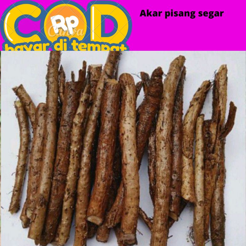 

akar pisang segar