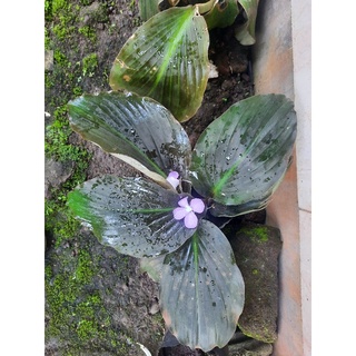 Bibit Kencur Hitam Langka