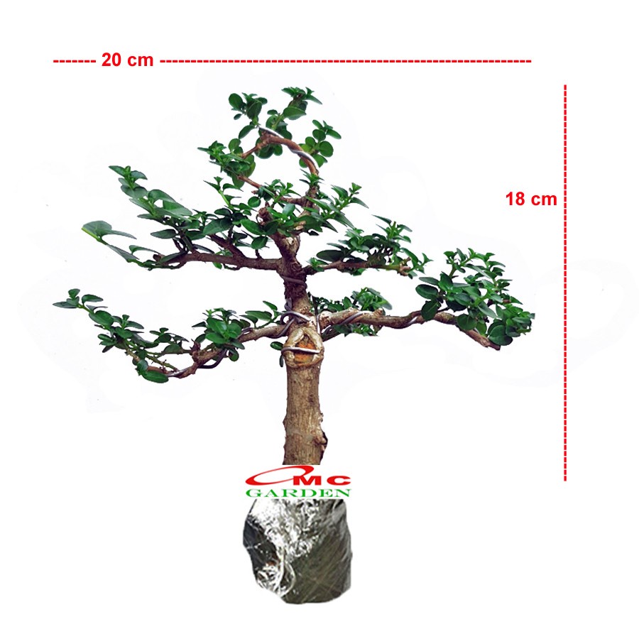 Bonsai Bonsae Sancang Premna Microphylla 001