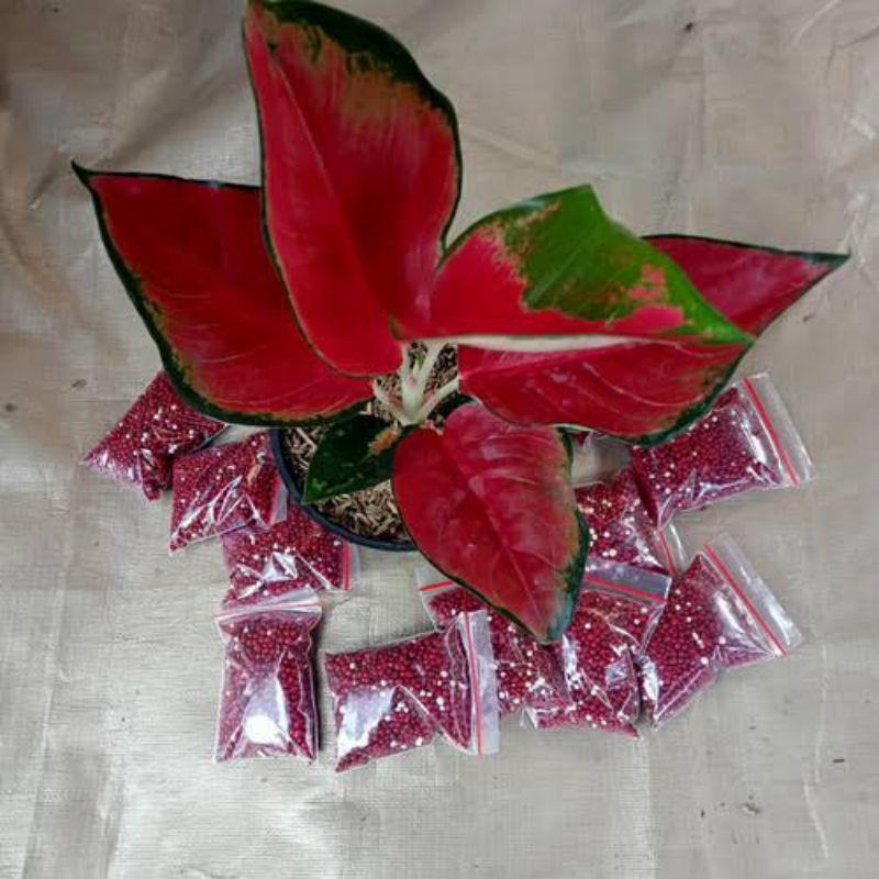 Pupuk Merah Slow Release / Pupuk Merah Aglonema