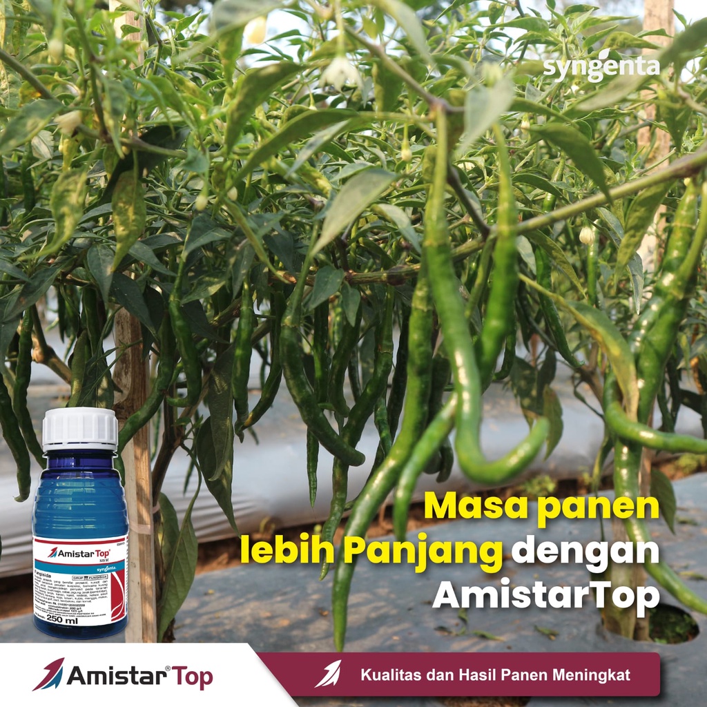 Fungisida Zpt Amistartop 325 SC 100 Ml Basmi Jamur