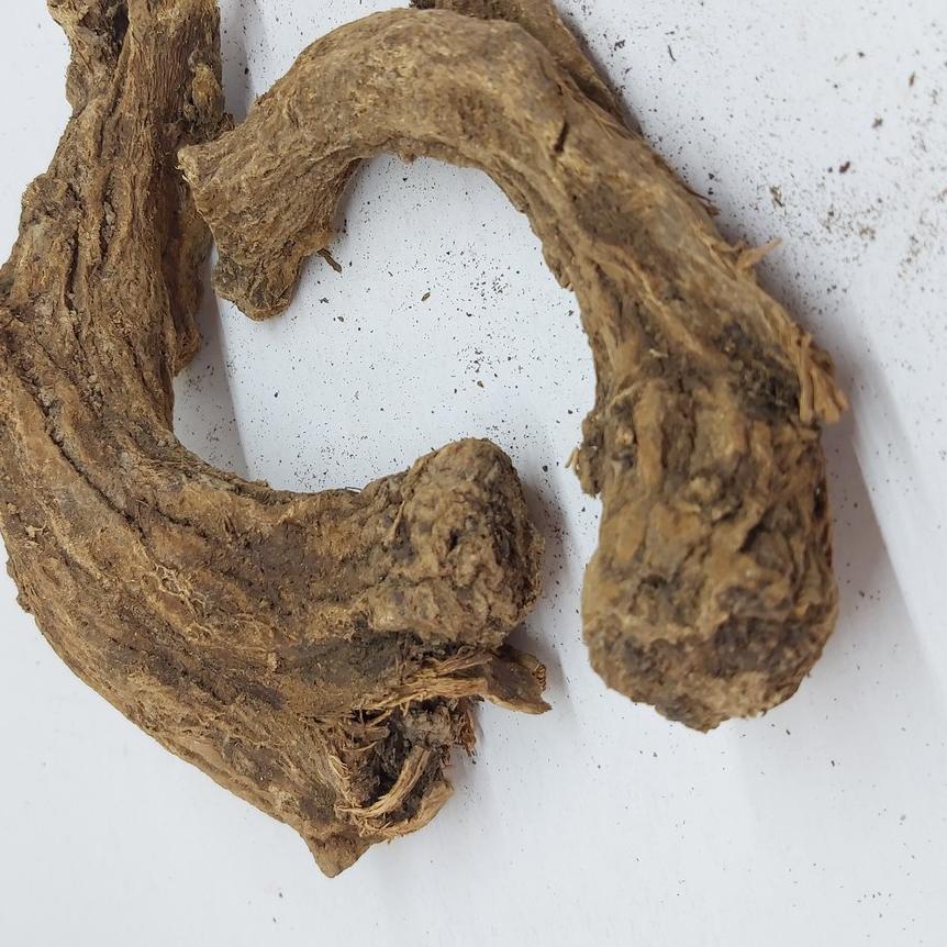 

☻ PUCUK SAUSSUREA COSTUS ➻