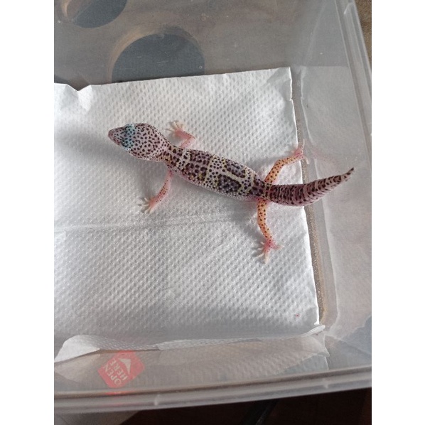 mainan leopard gecko macksnow