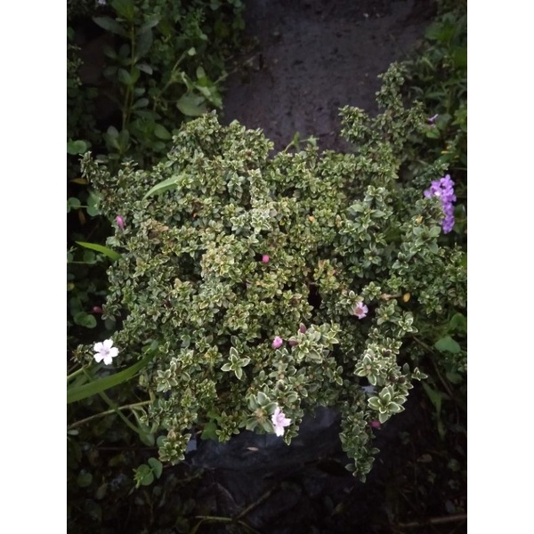 seribu bintang rimbun besar batang besar