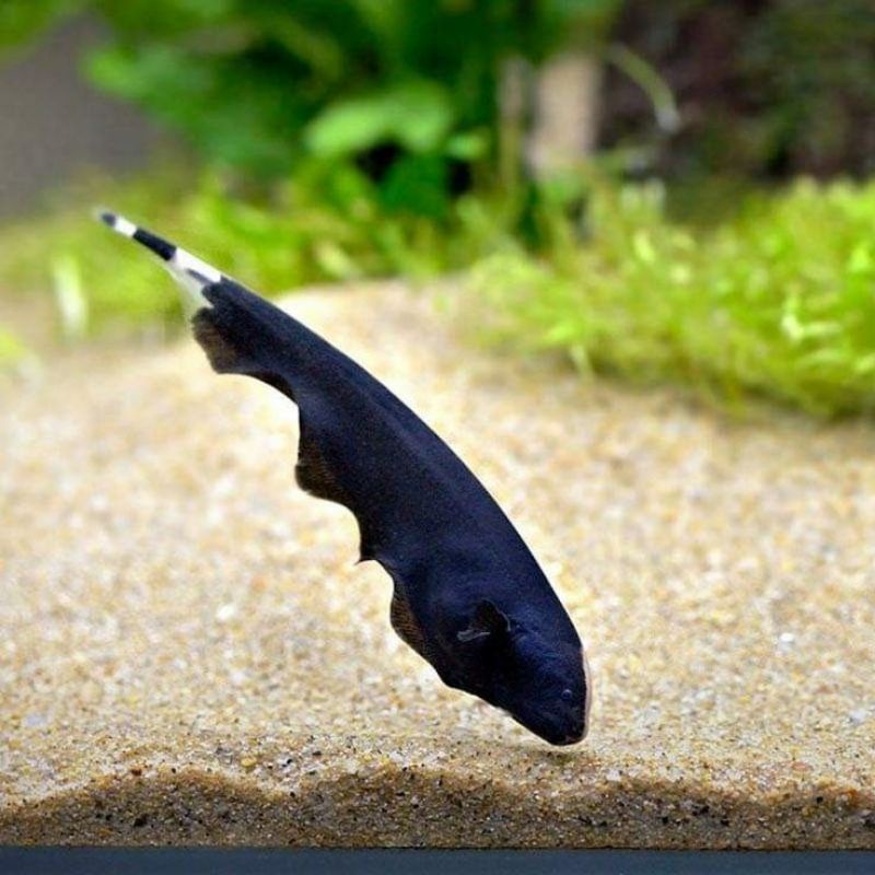 kan Black Ghost Aquascape - Ikan Hias Air Tawar Aquarium Aquascape Aquascape