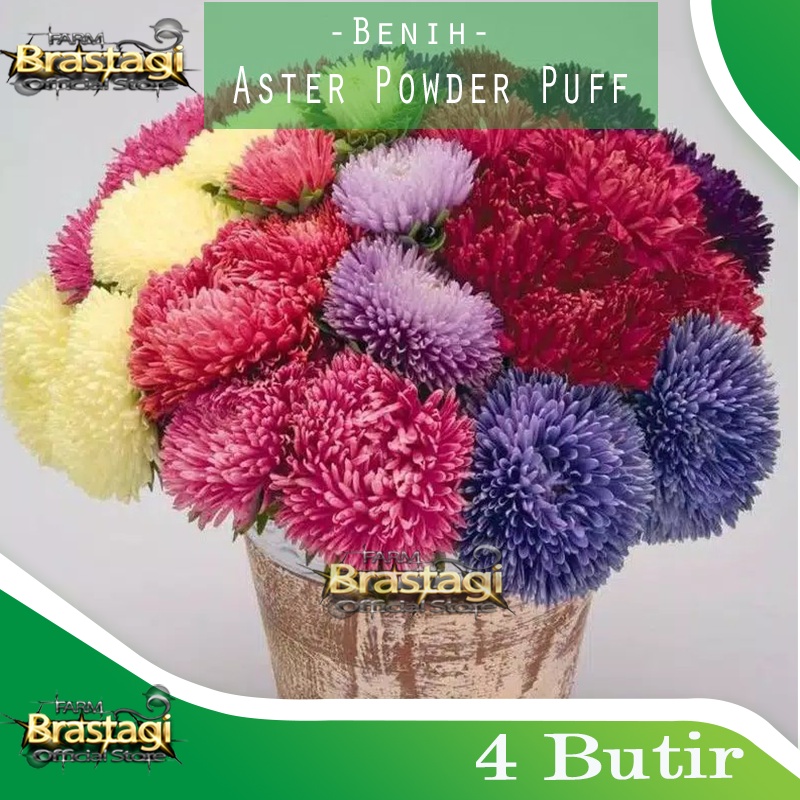 4 Benih Bibit Bunga Aster Powder Puff Mix  - Biji Tanaman Bunga Hias - Haira Seed