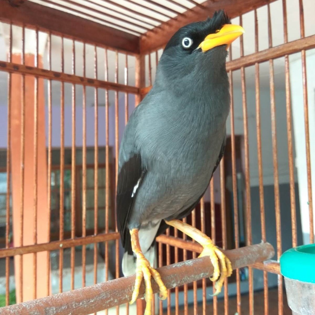 Burung Jalak Kebo bahan
