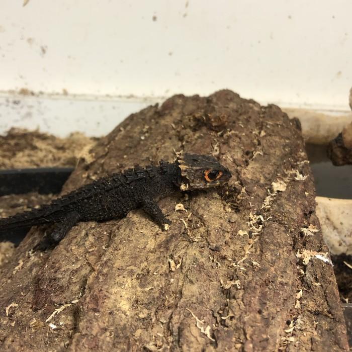 Kadal Duri / Crocodile Skink