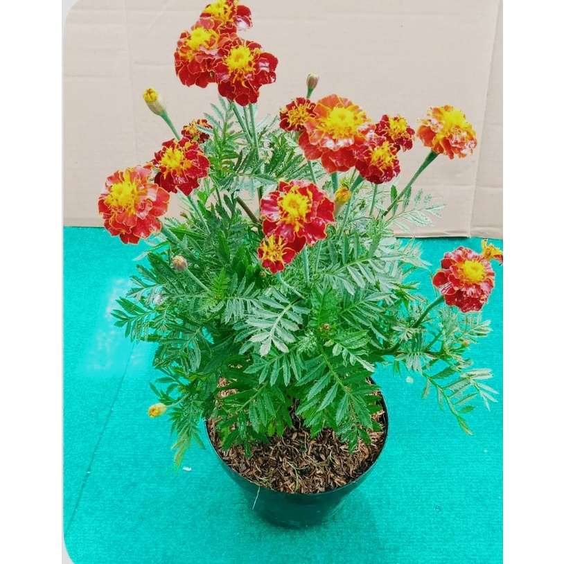 1 paket isi 8 tanaman hias ,miana,calasia,maranta bali,blue eyes,kembang kancing,suyok marigold,teplan,aster