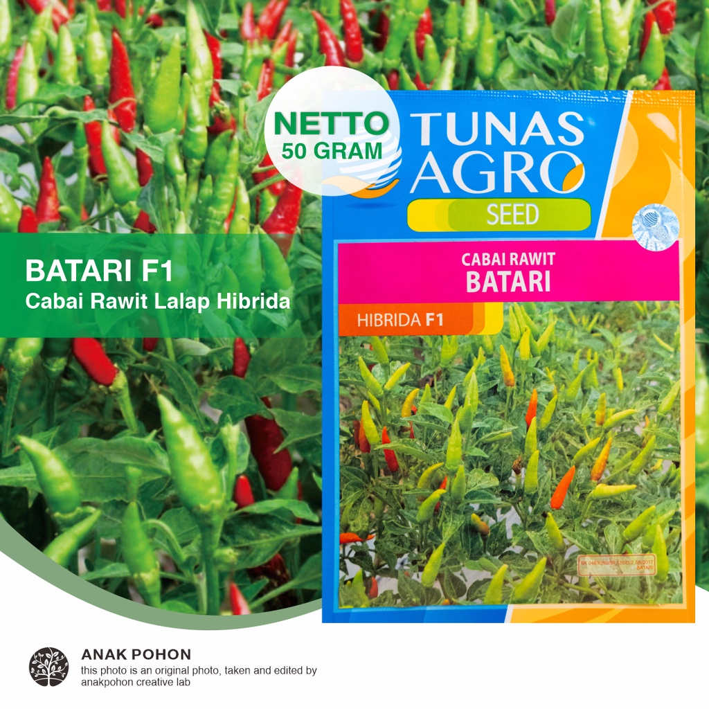 (1 PACK - 50 GRAM) Benih Cabai Rawit Hijau Lalapan BATARI F1 Hibrida Cabe Lalap Pepper Seeds - Tunas Agro Seed