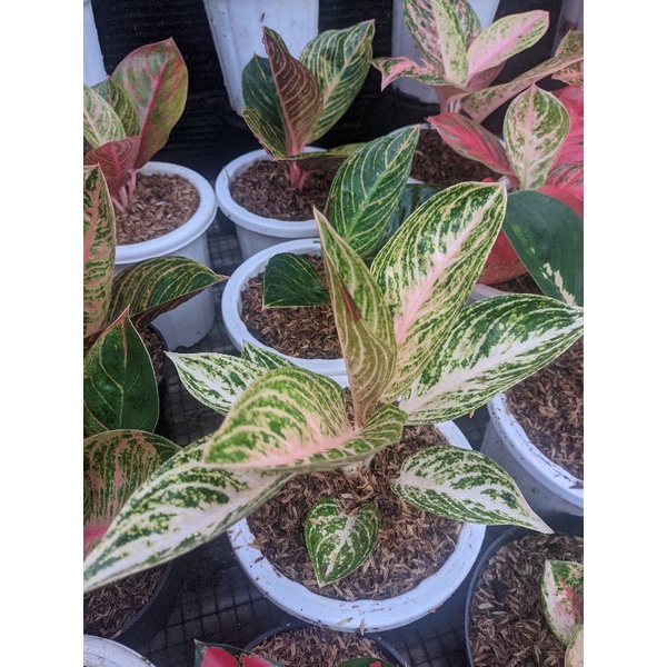 aglonema widuri putih