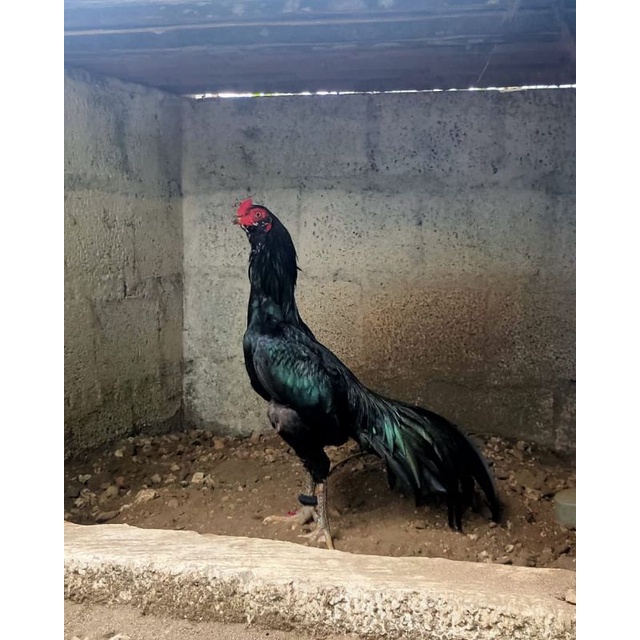 

JUAL TELUR AYAM BANGKOK ASELL KUMBANG PAKET 5 BUTIR