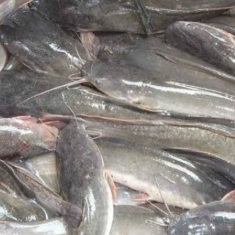 

(Pesan malam / H-1) Ikan lele segar