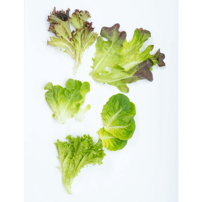 

Mesclun Salad 250 Gr