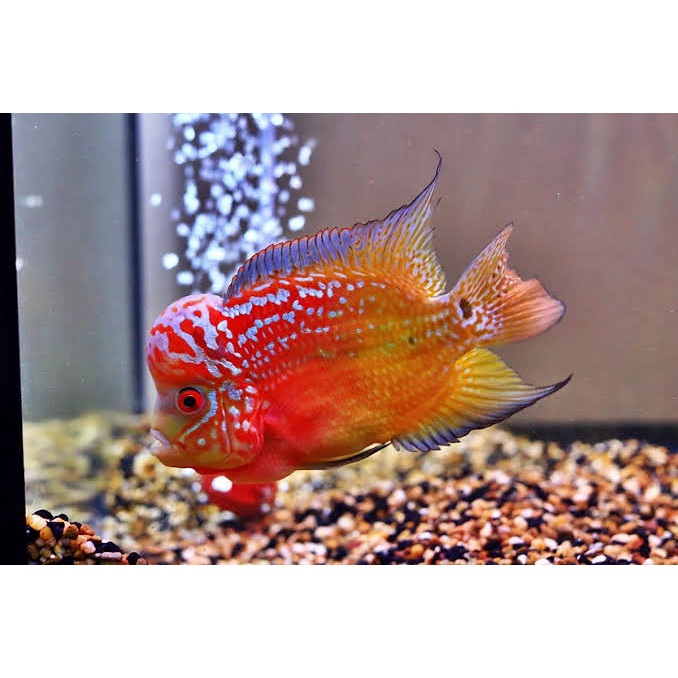 Tanaman hias Super red king kamfa f3 3-5 cm