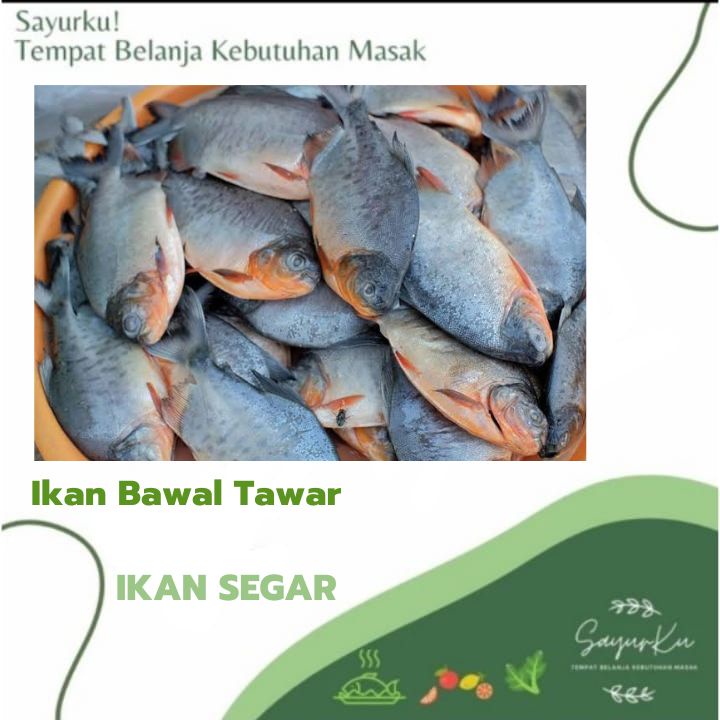 

ikan bawal sedang fresh