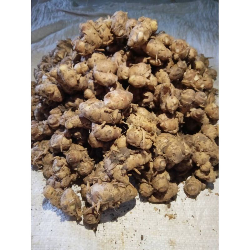 

GFD READY!! KENCUR CIAMIS ORGANIK SUPER MURAH GRAM