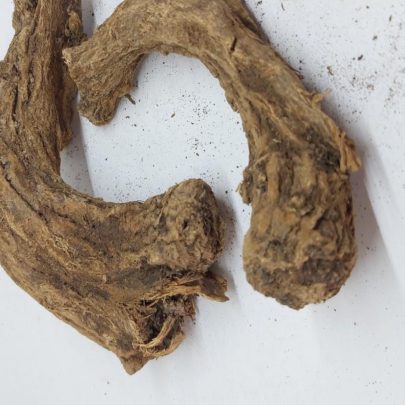 

✳ PUCUK SAUSSUREA COSTUS ☄