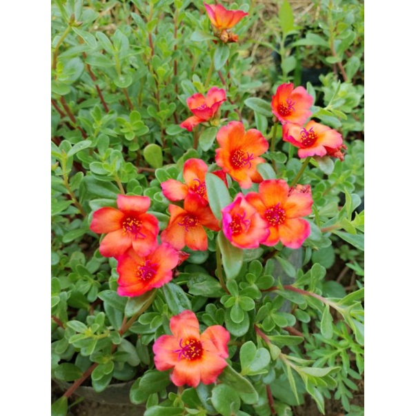 tanaman hias bunga krokot duna sweet Ferrari