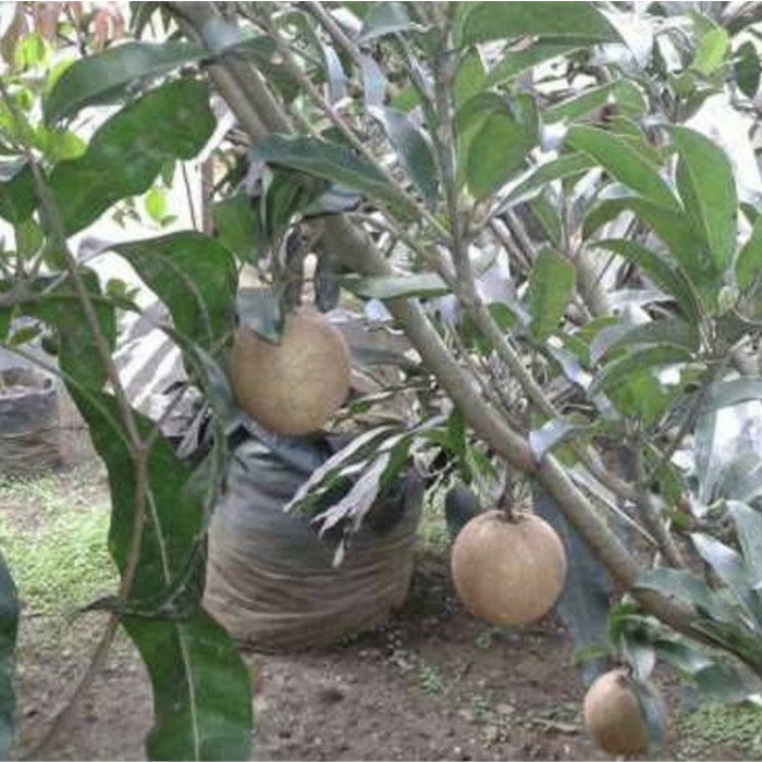 TANAMAN BUAH SAWO JUMBO SUDAH BERBUAH