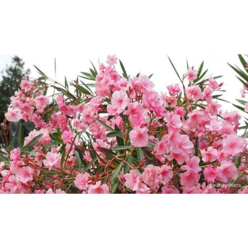Tanaman hias Oleander kembang Jepun punk