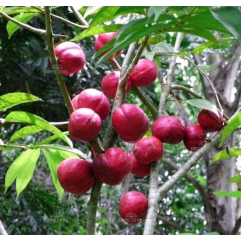 

BUAH MAHKOTA DEWA 250 gram