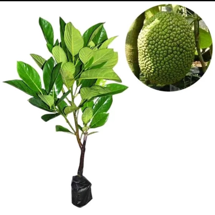 Bibit Tanaman Buah Nangka Mini Pohon Nangka Bibit Nangka Mini DDD