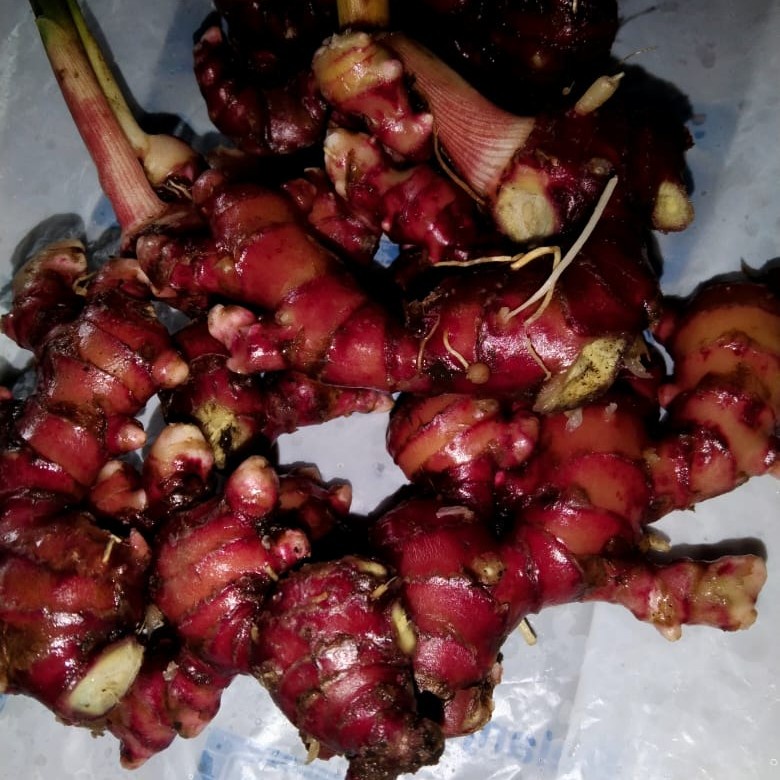 

Jahe Merah Super Segar 1KG