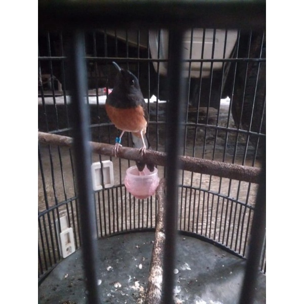 muray medan pastol gacoran