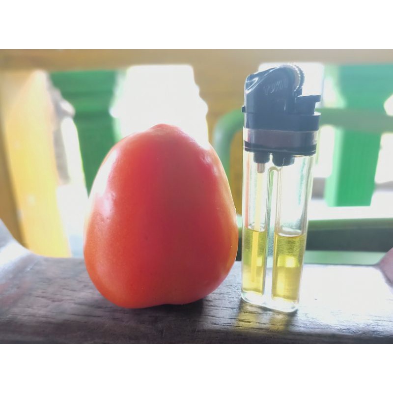 

Tomat Buah Fresh