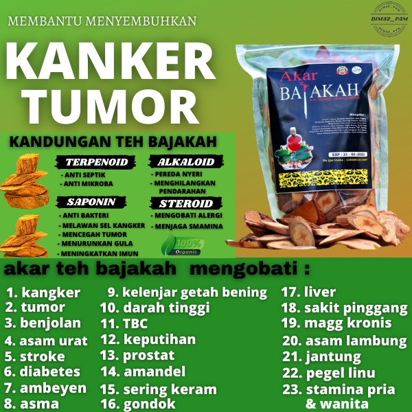 Minyak Urut Dayak 100% Asli Akar Kayu Terbaik Kalimantan Rajanya Minyak Urut Indonesia + teh bajakah