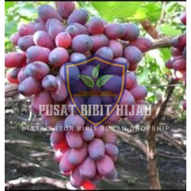 Bibit Buah Tanaman Pohon Anggur Import Ninel Grafting