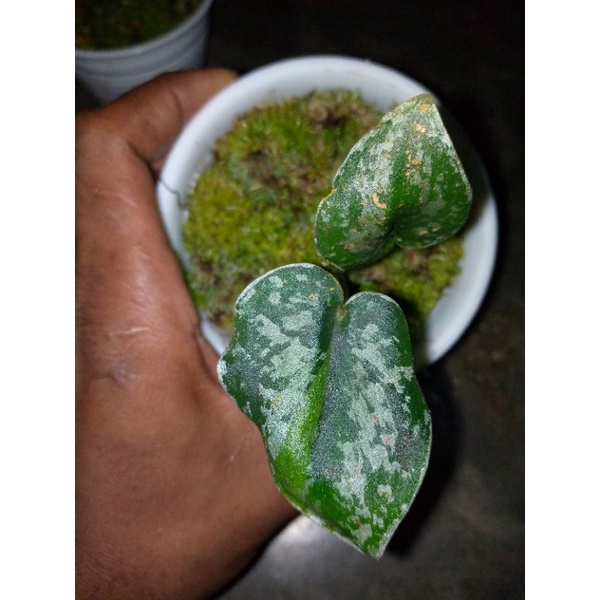 paket scindapsus varigata murce