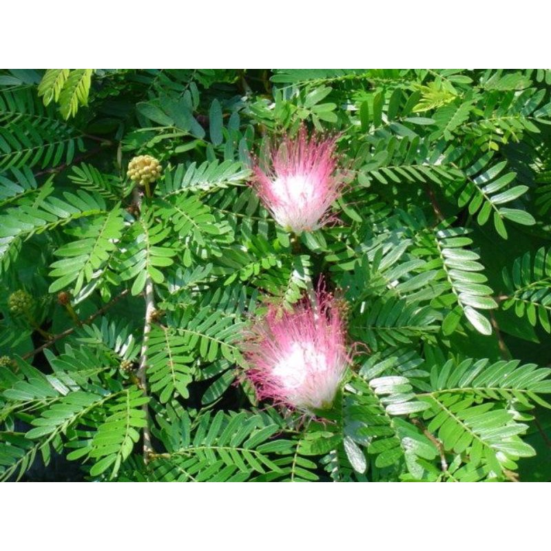 bibit bonsai kaliandra