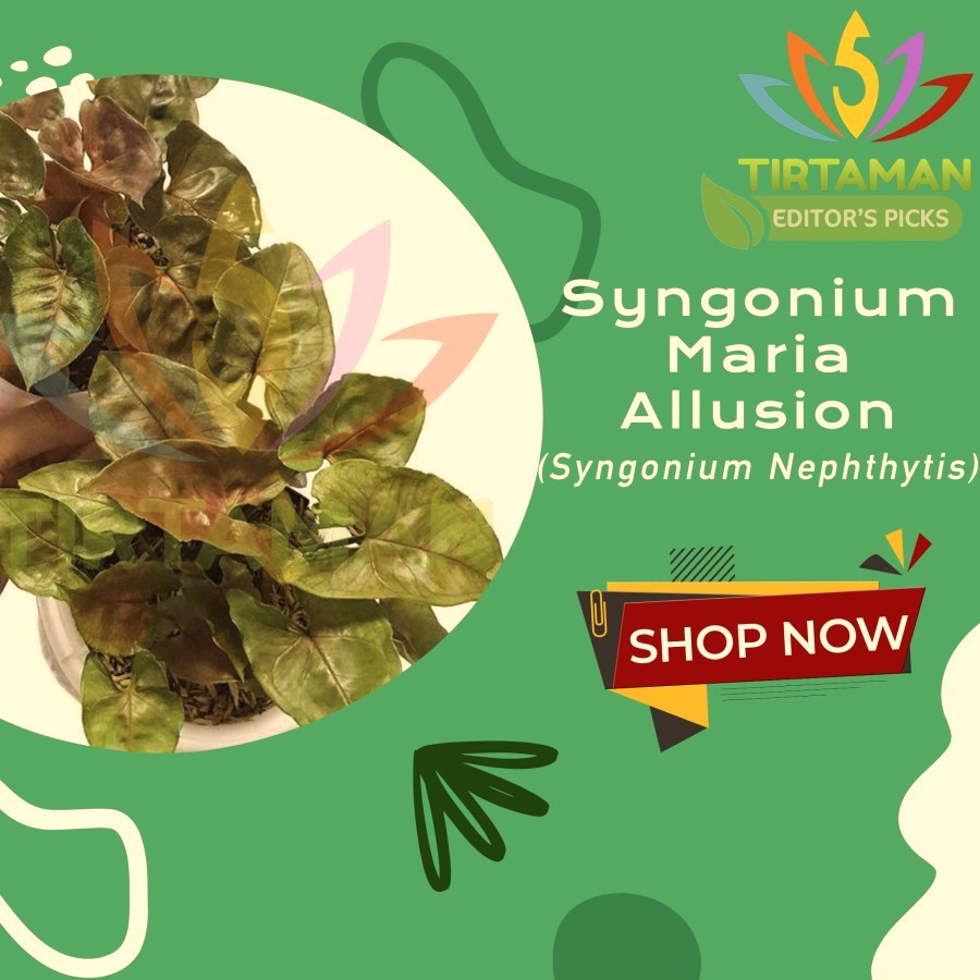 Syngonium Maria Alussion / Singonium Podophyllum
