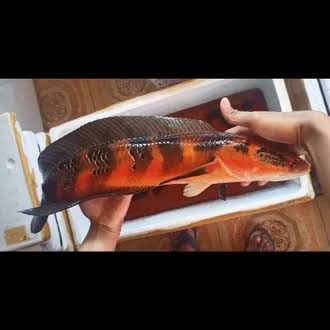 Hiasan dinding aquarium flaring kaca red barito 8-15 cm singel tank