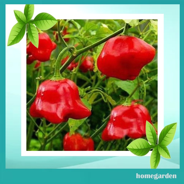 Benih Cabe Bishop's Crown Bibit Cabe Windbell Bibit Cabe Hias Bibit Cabe Konsumsi