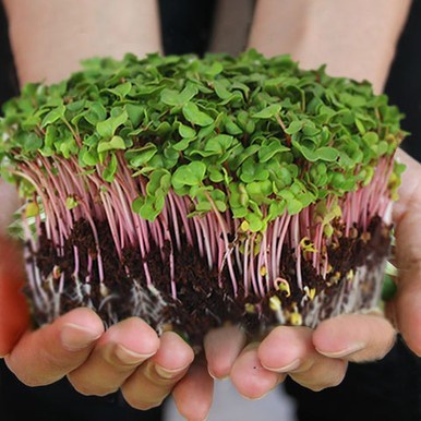 Benih Biji Bibit Microgreens Rainbow Radish Organik 10 Gram - 1 pack