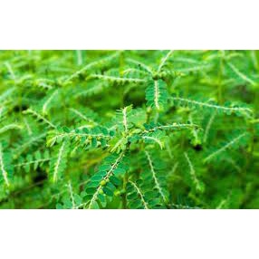 

Daun Meniran Kebun Sendiri