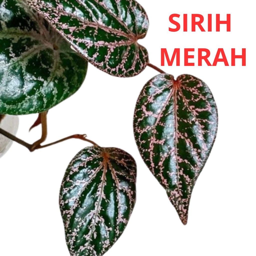 

Daun Sirih Merah Herbal 100% Organik Segar perlembar