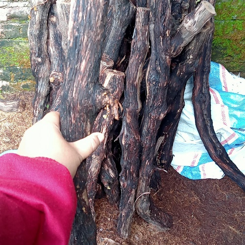 CUTTING BONGGOLAN ANGGUR  KALUS