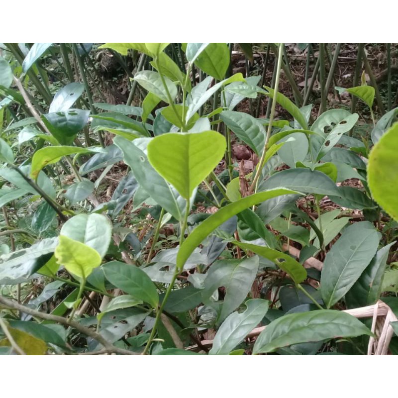 

Pucuk daun teh 1 kg