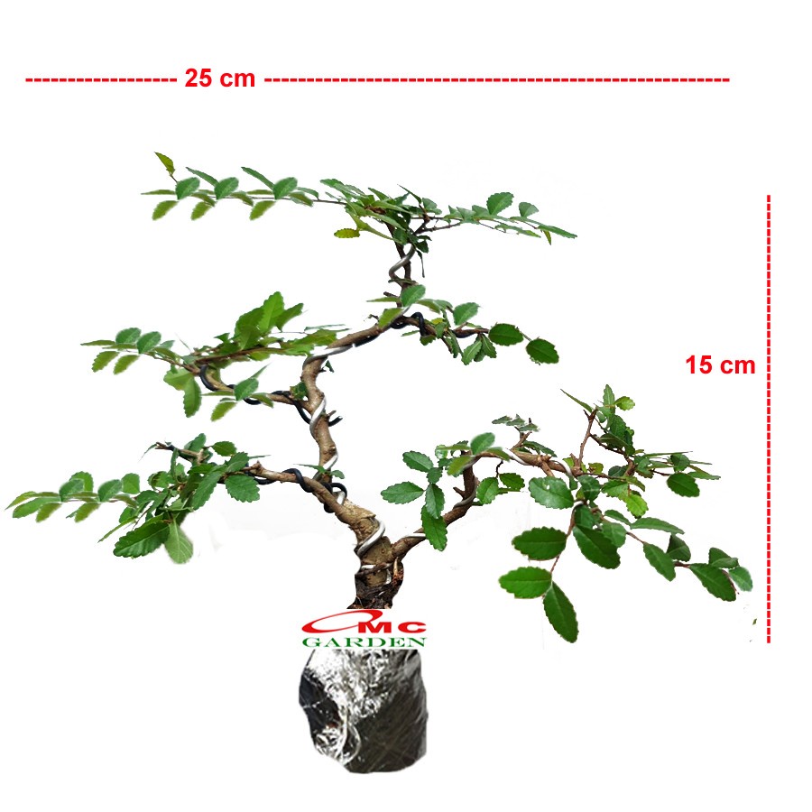 Bonsai Bonsae Ulmus Mikro Micro Elm Cina 001