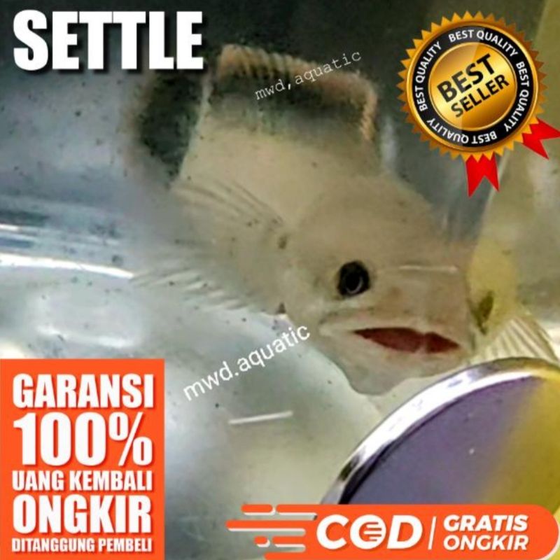 LIMBATA WC, PROGRESSAN toples, Galak, Calon mangap2 MWD