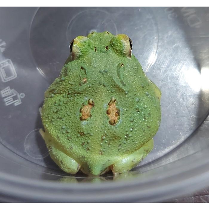 Peppermint 2 Spot Patternless Pacman Frog - Minus Code MMA