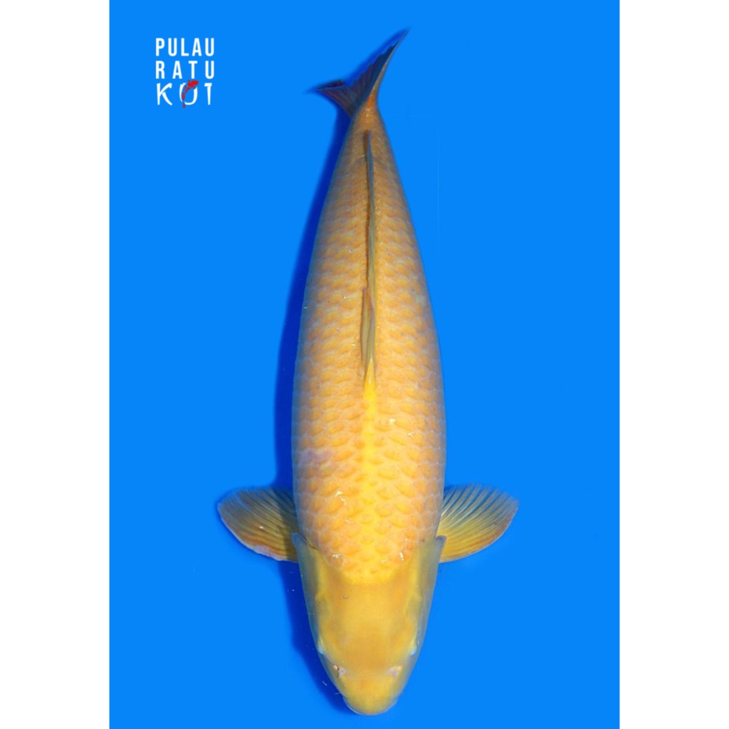 karashi 70 bu female marusei koi impor import sertifikat breeder